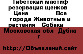 Тибетский мастиф резервация щенков › Цена ­ 100 000 - Все города Животные и растения » Собаки   . Московская обл.,Дубна г.